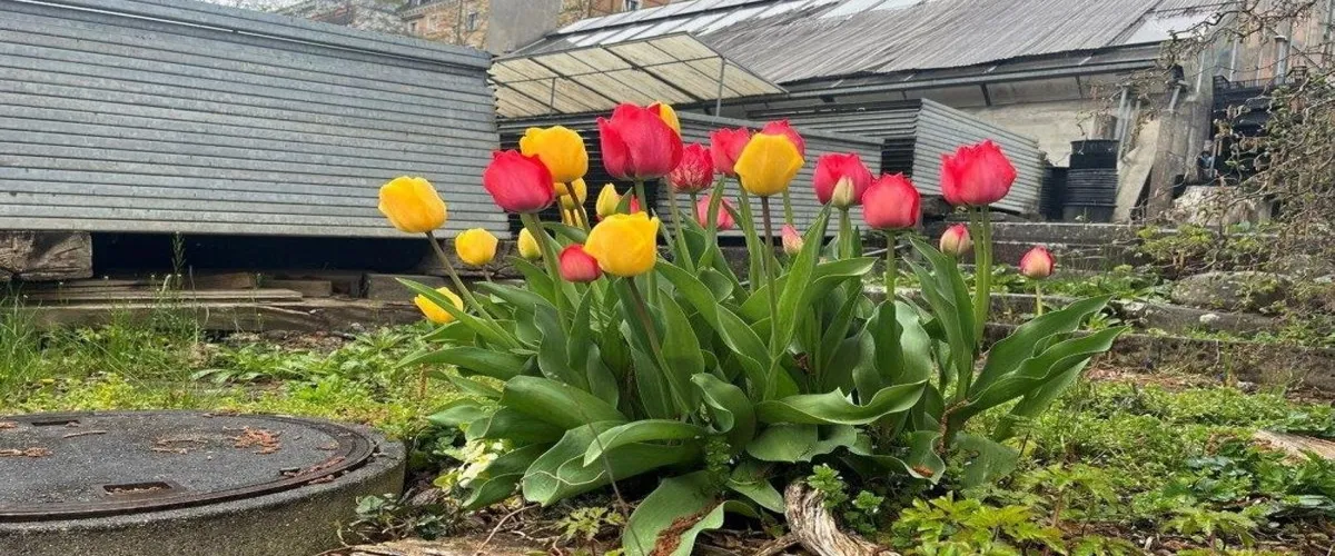 Foto 4 Botanical Garden