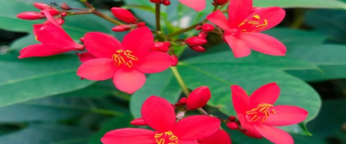 Foto 3 Stadtgaertnerei