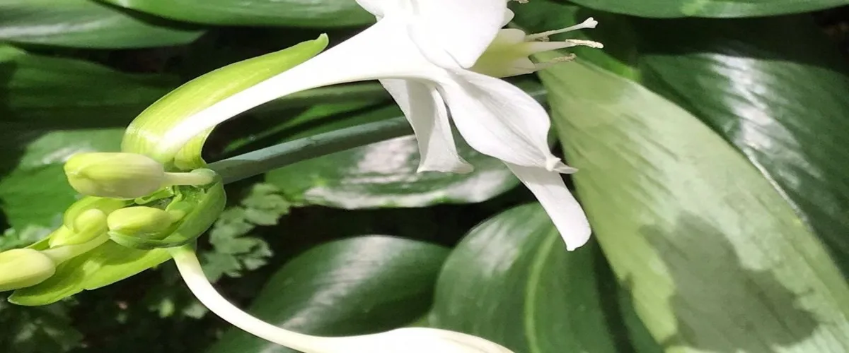 Foto 4 Stadtgaertnerei