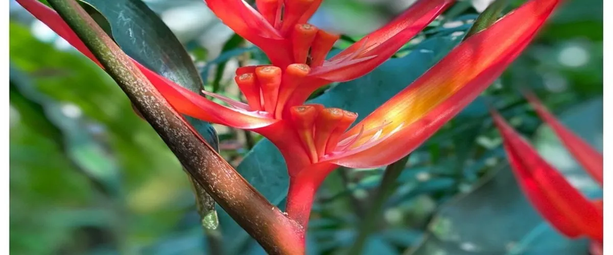 Foto 4 Zurich Succulent Plant Collection