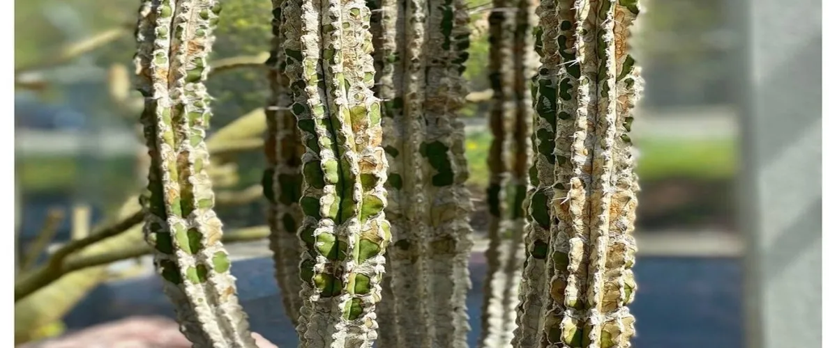 Foto 5 Zurich Succulent Plant Collection