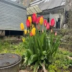 Foto 4 Botanical Garden