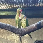 Foto 4 Parc de Mon Repos