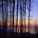 Foto 2 Sauvabelin Forest