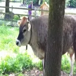 Foto 5 Sauvabelin Forest