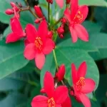 Foto 3 Stadtgaertnerei