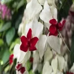 Foto 5 Stadtgaertnerei