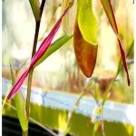 Foto 3 Zurich Succulent Plant Collection