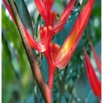 Foto 4 Zurich Succulent Plant Collection